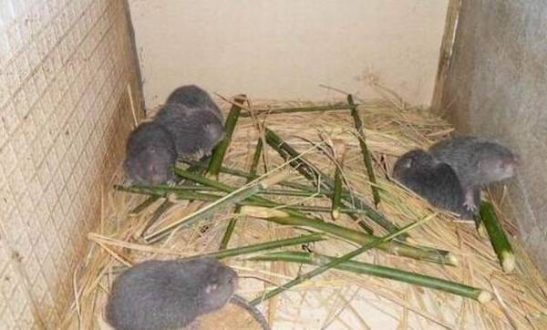 竹鼠大肚子病怎么办,治好胃积食,大肚子没了_竹鼠养殖