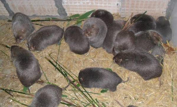 竹鼠掉毛怎么办,请及时补充维生素_竹鼠养殖