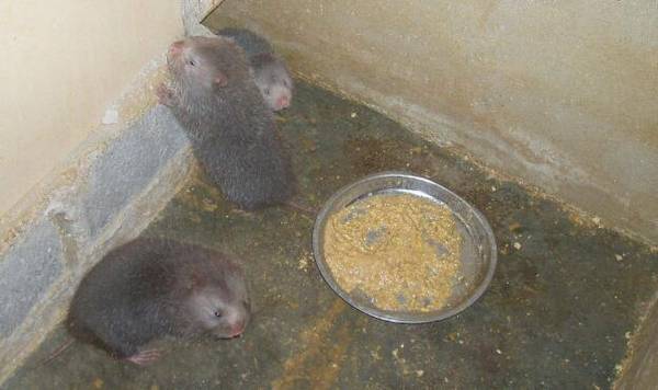 竹鼠大肚子病怎么办,治好胃积食,大肚子没了_竹鼠养殖