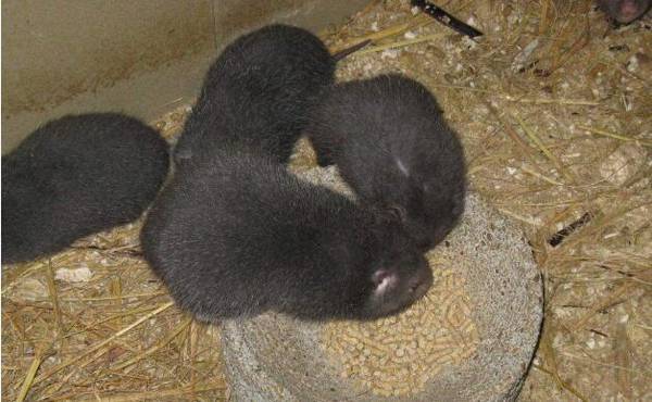 竹鼠大肚子病怎么办,治好胃积食,大肚子没了_竹鼠养殖