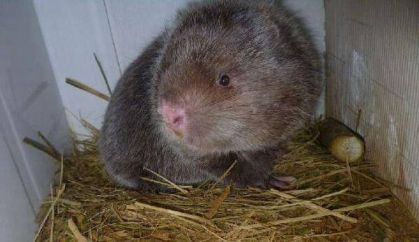 竹鼠牙齿变黑的原因,竹鼠牙齿变黑的防治方法_竹鼠养殖