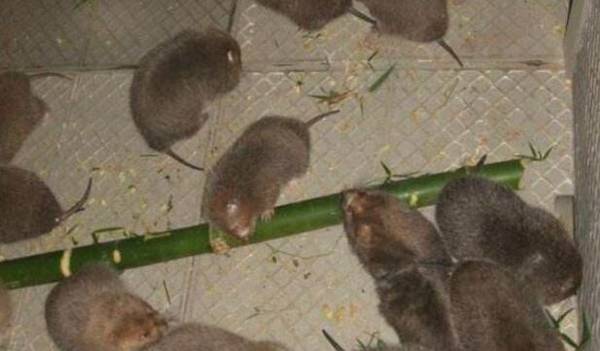 竹鼠拉稀怎么办,竹鼠拉稀四大病因分析_竹鼠养殖