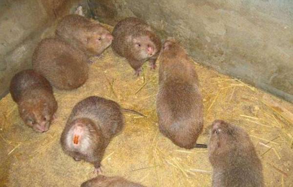 竹鼠养殖前景怎么样,前景不错,赚钱不难_竹鼠养殖