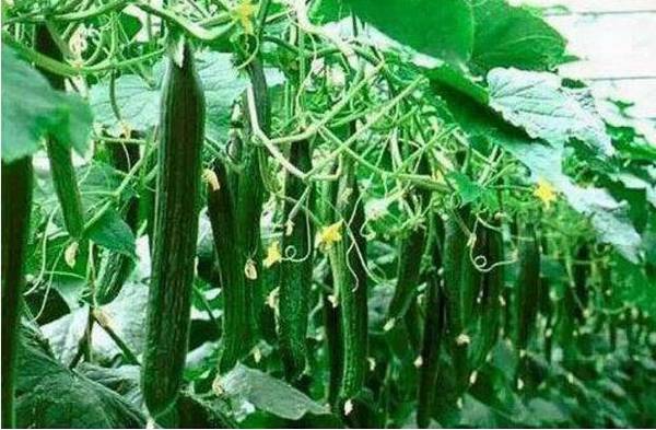 秋黄瓜的种植时间是什么时候_蔬菜种植