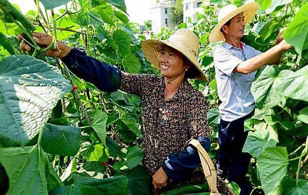 秋黄瓜的种植时间是什么时候_蔬菜种植