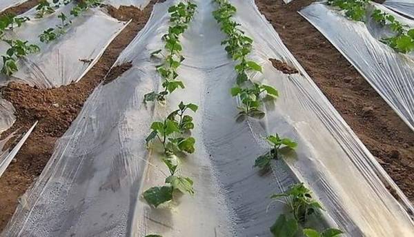 黄瓜种子催芽的方法,四大催芽步骤要牢记_蔬菜种植