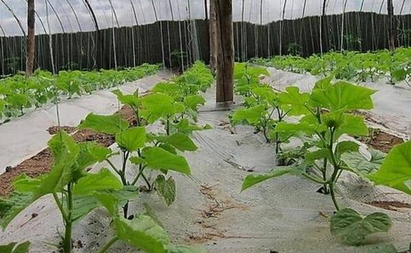 大棚黄瓜的最高温度与最低温度多少合适?_蔬菜种植