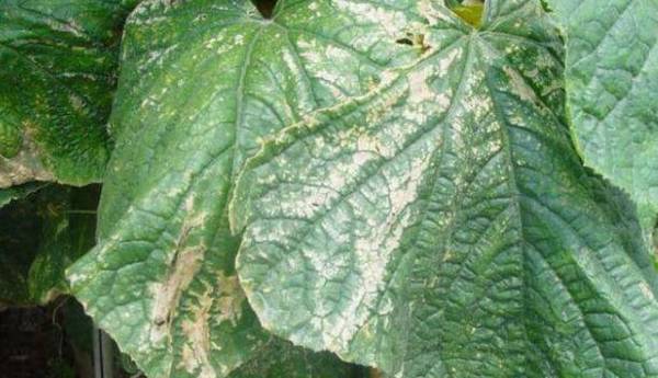 黄瓜的叶烧病有什么症状?_蔬菜种植