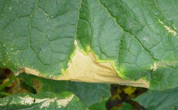 黄瓜的叶烧病有什么症状?_蔬菜种植