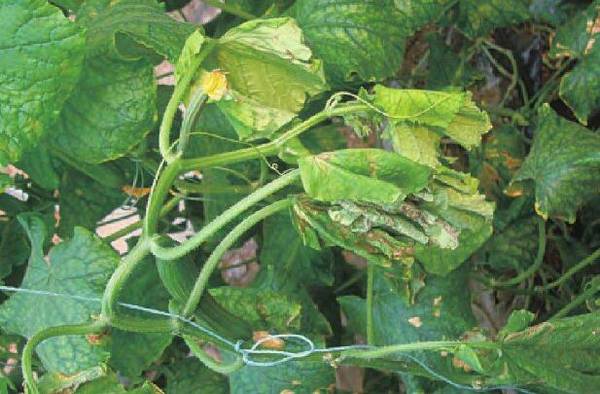 黄瓜得了蔓枯病怎么办,这几种防治方法看一看_蔬菜种植