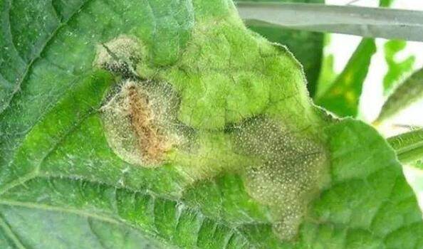 黄瓜蔓枯病的分辨方法,黄瓜蔓枯病的防治措施_蔬菜种植