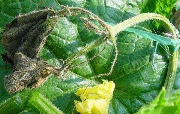 黄瓜得了蔓枯病怎么办,这几种防治方法看一看_蔬菜种植