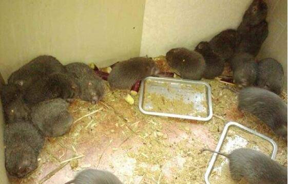 养殖100只竹鼠的成本投入与利润估算_竹鼠养殖