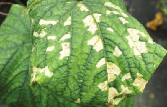 黄瓜细菌角斑病的症状,黄瓜细菌角斑病的防治_蔬菜种植