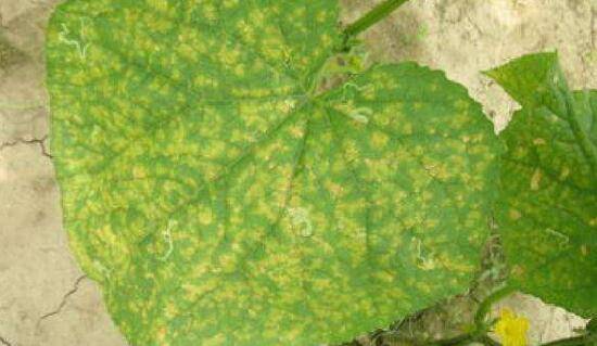 黄瓜角斑病怎么治,多种防治方法来帮忙_蔬菜种植