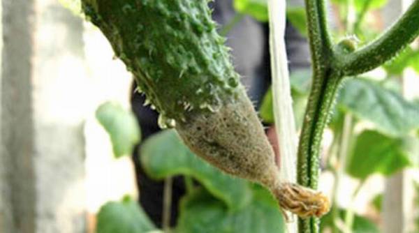 防治黄瓜灰霉症的三种方法,生态与药剂防治结合效果好_蔬菜种