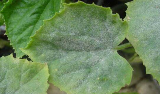 黄瓜白粉病的病症及防治方法_蔬菜种植