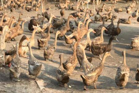 蛋鸭病毒腹膜炎的治疗方法_养鸭