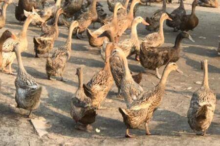 蛋鸭能吃头孢吗?_养鸭