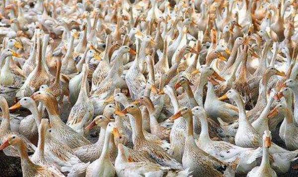 蛋鸭采食量不高的常见原因_养鸭