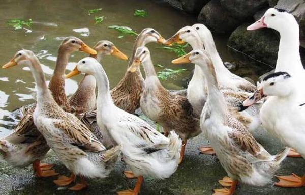 蛋鸭圈养的经验技巧,蛋鸭圈养的注意事项_养鸭