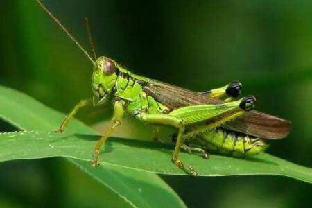 蝗虫卵怎么保存?_养殖问答