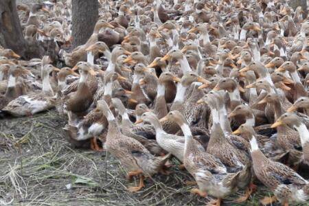 蛋鸭蛋壳薄的常见原因_养鸭
