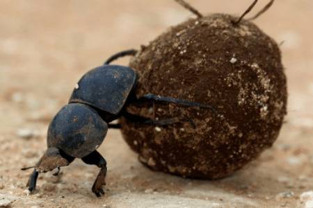 蜣螂怎么进行繁殖?_养殖问答