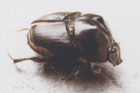 蜣螂的别名是什么_养殖问答