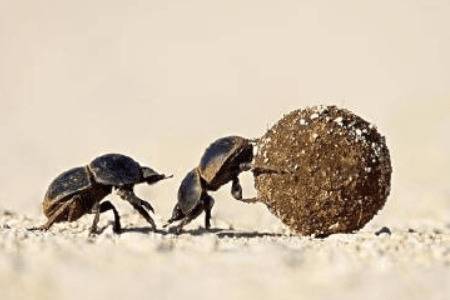 蜣螂的寿命有多长_养殖问答