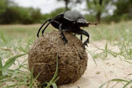 蜣螂怎么进行捕食?_养殖问答
