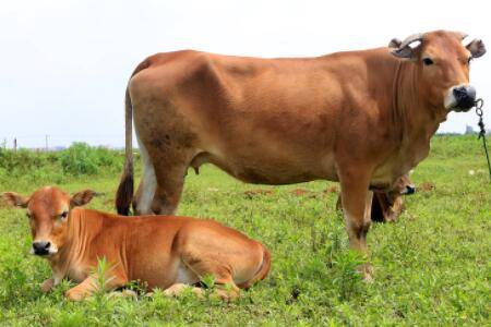 牛吃毛什么原因_养牛