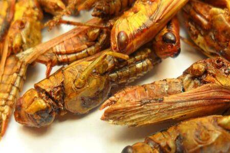 蝗虫干的作用_养殖问答