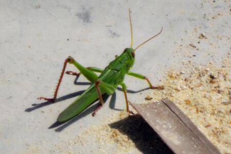 蝗虫干的作用_养殖问答