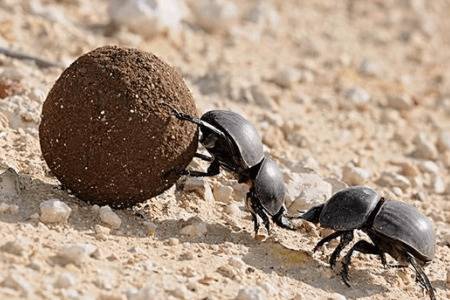 蜣螂的繁殖方式_养殖问答