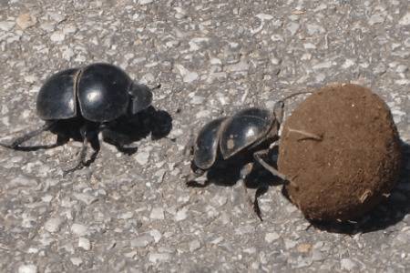 一只蜣螂的寿命有多长_养殖问答