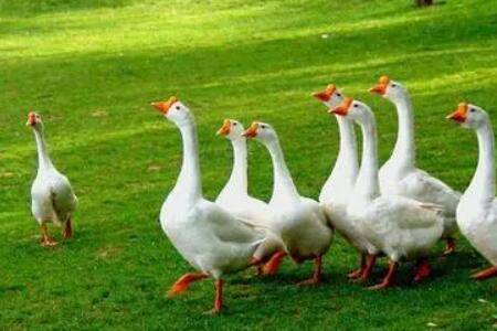 鹅啄毛怎么回事,怎么处理?_养鹅
