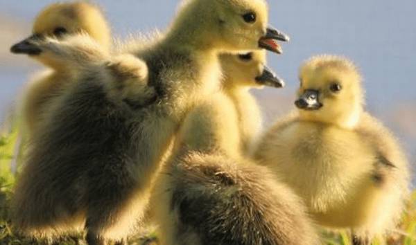 鹅啄毛怎么回事,怎么处理?_养鹅