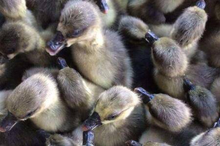 鹅啄毛怎么回事,怎么处理?_养鹅