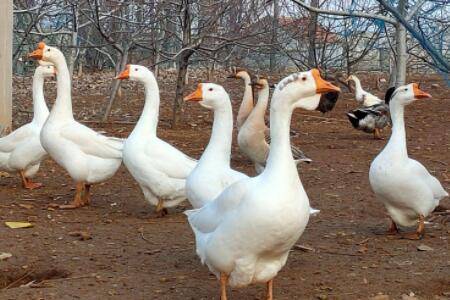 鹅喂什么饲料长得快_养鹅