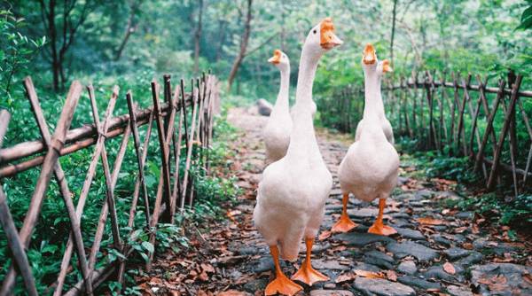 鹅喂什么饲料长得快_养鹅