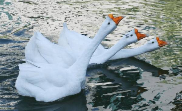 鹅喂什么饲料长得快_养鹅