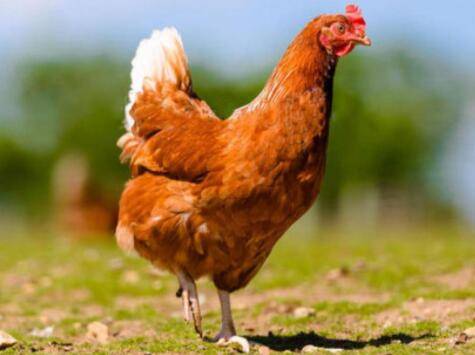 产蛋鸡的实用饲料配方_养鸡