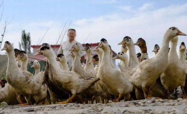 养殖肉鸭降低成本的十六个要点_养鸭