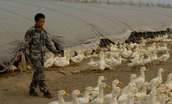 夏季养鸭的饲料配方调整要求_养鸭