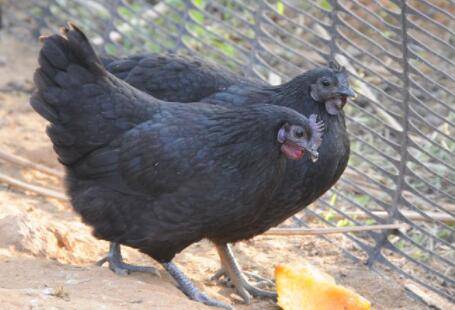 五黑鸡鸡白痢的防治措施_养鸡