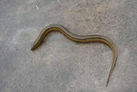 黄鳝的二种饲料配方_养殖问答