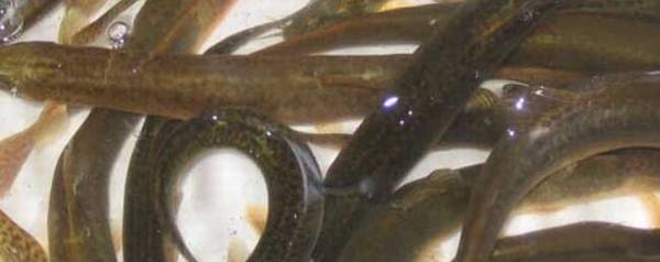 泥鳅苗主要吃什么_养殖问答