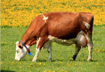 母牛淌清是不是打栏?_养牛