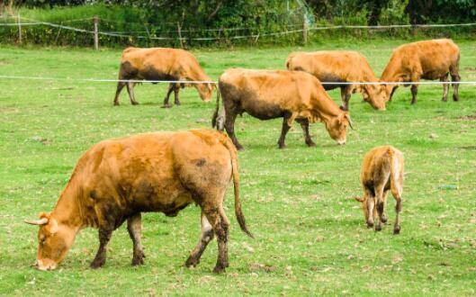 母牛下犊最晚是多少天,母牛下完犊子多久打栏_养殖问答